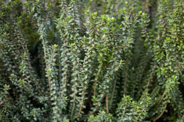Mersin bitki, Myrtus communis arka plan