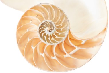 Nautilus kabuğu bölümünde, üzerinde beyaz izole mükemmel Fibonacci desen