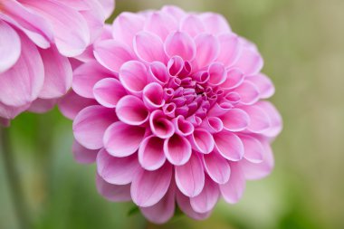 Dahlia, pembe çiçek makro