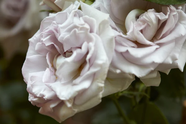 Rosas brancas antigas macro no jardim — Fotografia de Stock