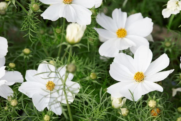 Vita trädgården kosmos blommor, Cosmos bipinnatus eller mexikanska aster bakgrund — Stockfoto