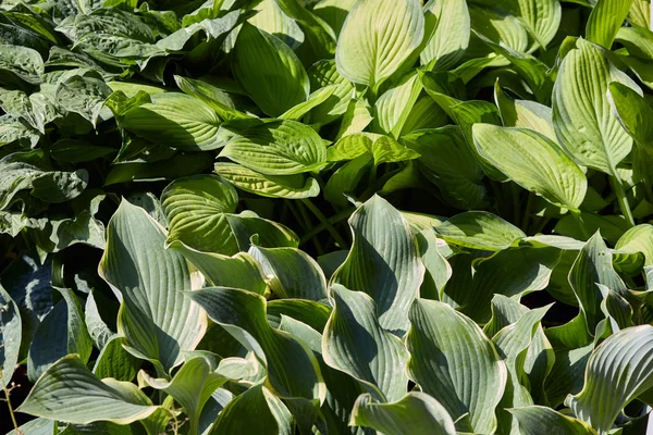 Hosta eller groblad liljor löv bakgrund — Stockfoto