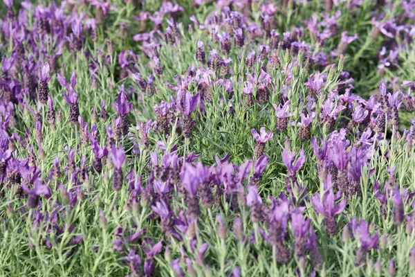 Französischer Lavendel, Lavandula stoechas Blumen Hintergrund — Stockfoto