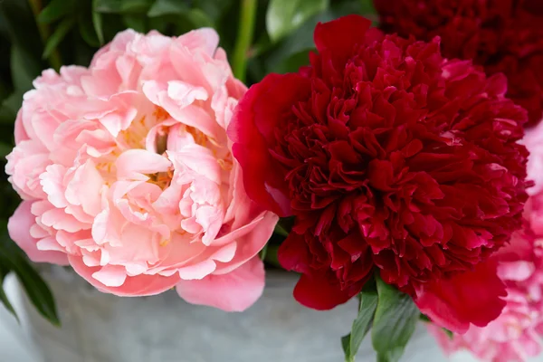 Dos flores de peonía en colores rojo y rosa con hojas —  Fotos de Stock