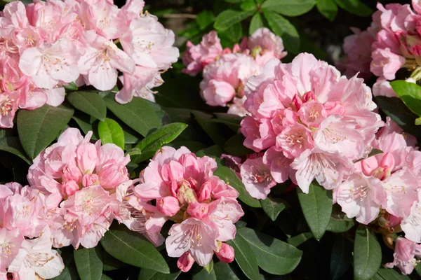 Rhododendron rosa flores fondo en la luz del sol — Foto de Stock