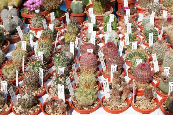 Colección de plantas suculentas en macetas pequeñas con etiquetas —  Fotos de Stock