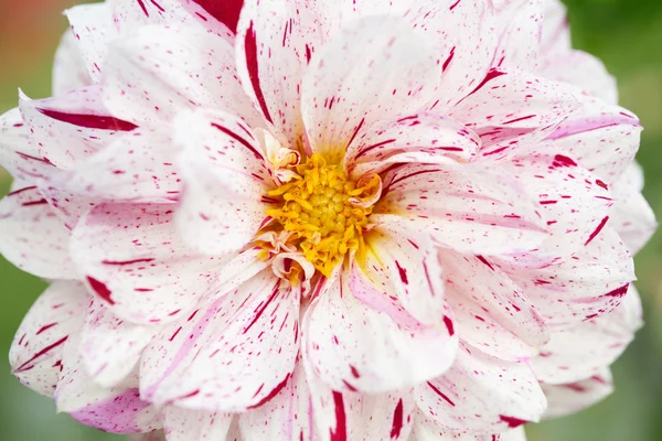 Vit och röd dahlia blomma makro, korgblommiga växter — Stockfoto