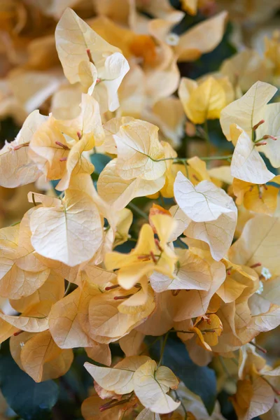 Bougainvillea, gelbe Blumen Textur Hintergrund — Stockfoto