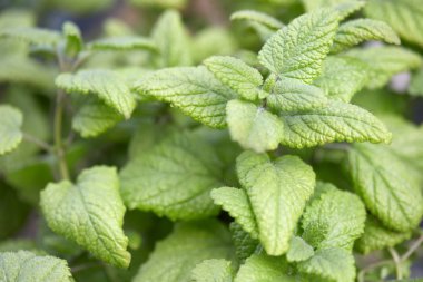 Melisa bitki yaprakları, Melissa officinalis