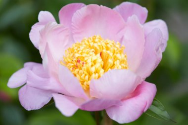 Pembe Şakayık çiçeği, paeonia