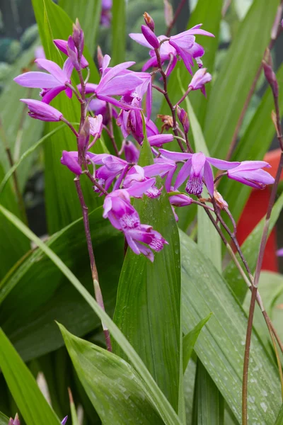 Bletilla striata, jacinto orquídea flores roxas e plantas — Fotografia de Stock