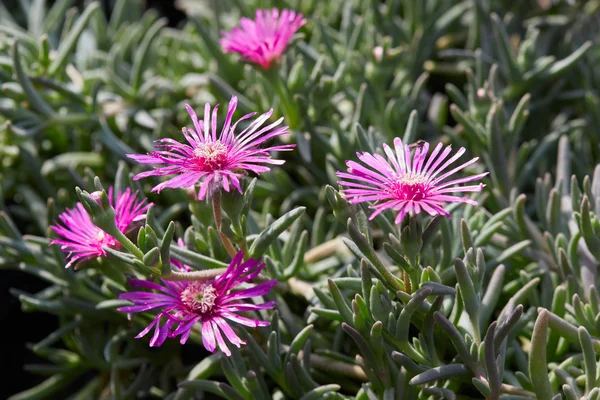 Delosperma cooperi, 尾随 iceplant 粉红色的花朵 — 图库照片