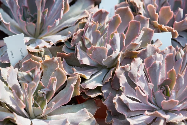 Echeveria, saftiga växter i en plantskola — Stockfoto