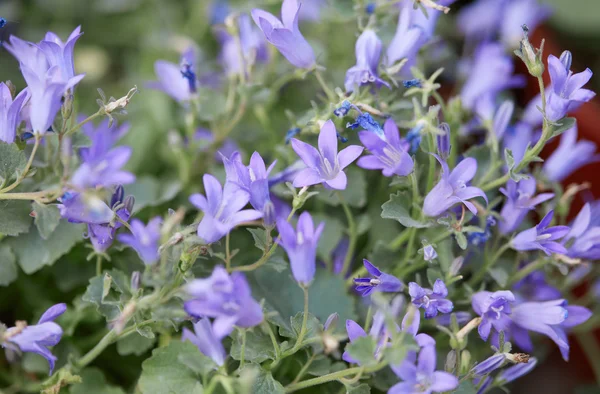 초 롱 꽃 속 portenschlagiana, 자주색 bellflowers 매크로 — 스톡 사진