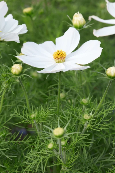 Λευκό cosmos στον κήπο λουλουδιών, κόσμος bipinnatus — Φωτογραφία Αρχείου