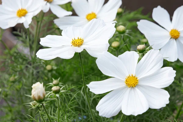 Weißer Garten Kosmos Blumen, Kosmos bipinnatus Hintergrund — Stockfoto