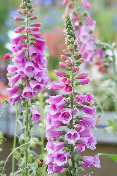 Fingerhut, digitalis purpurea Blüten und Knospen — Stockfoto