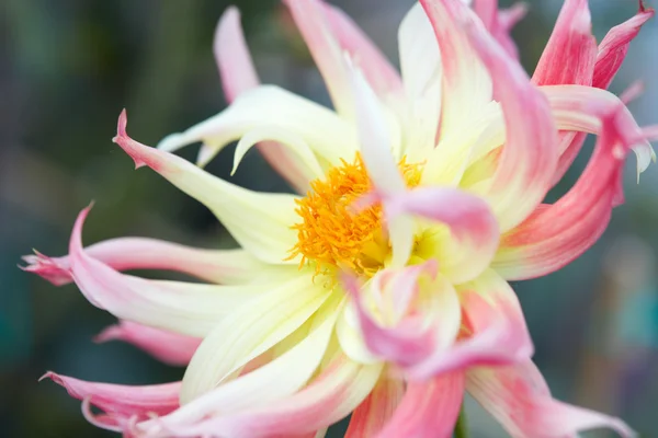 Dahlie 'my beverly' rosa und gelbe Blume Makro — Stockfoto