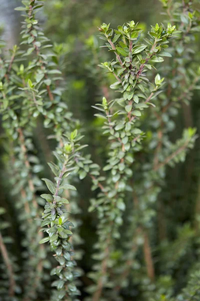 Myrtle växt, Myrtus communis bakgrund — Stockfoto