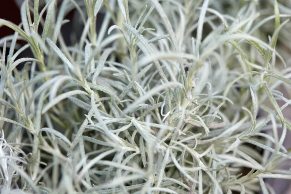 Helichrysum italicum, curry växt löv bakgrund — Stockfoto