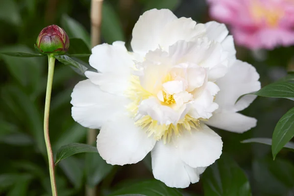 Flor de peonía blanca y brote sobre fondo de hojas verdes — Foto de Stock