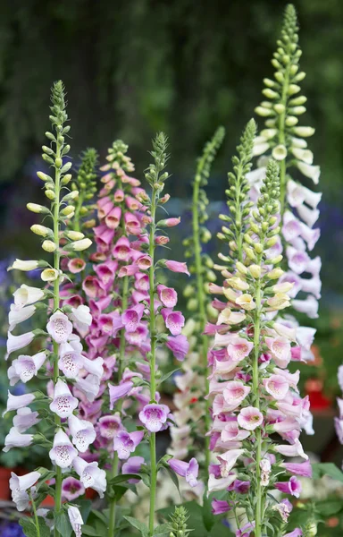 Фокслоув, Digitalalis purpurea рожеві, білі квіти та бутони — стокове фото