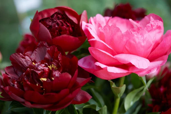 Flores de Paeonia en colores rojo y rosa macro —  Fotos de Stock