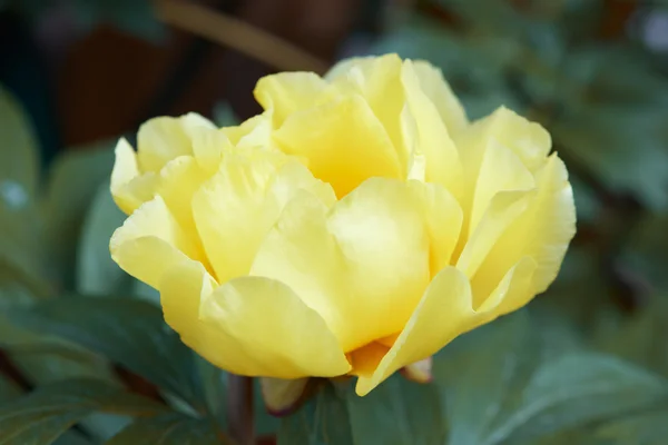 Flor de peonía de bartzella amarilla macro con hojas —  Fotos de Stock