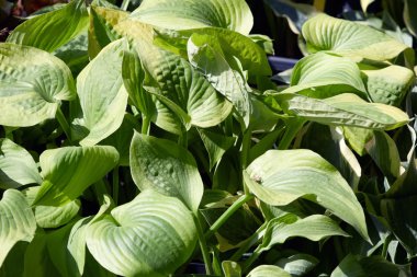 Hosta ya da muz nilüferler yaprakları arka plan 