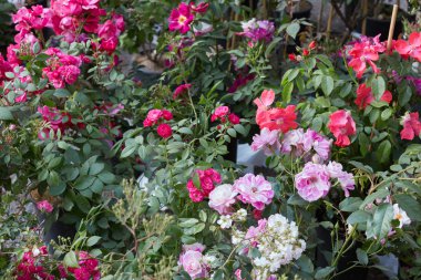 Pembe, kırmızı veya beyaz çiçekli gül bahçesi