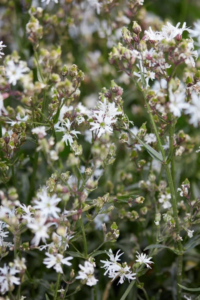 Lychnis flos cuculi, zerlumpte Rotkehlchenpflanze mit weißen Blüten — Stockfoto