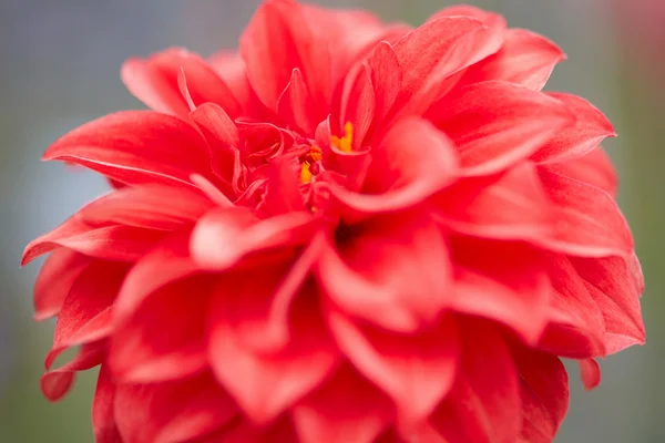 Ντάλια, κόκκινο λουλούδι μακρο — Φωτογραφία Αρχείου