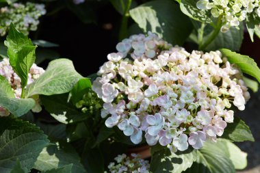 Ortanca serrata, soluk pembe çiçekler