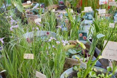 Su birikintisi bitkiler bahar Fuar satış