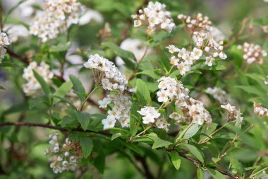 Alanlara vanhouttei, dügün beyaz çiçekler