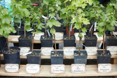 Tencere İtalyan asma bitki türleri