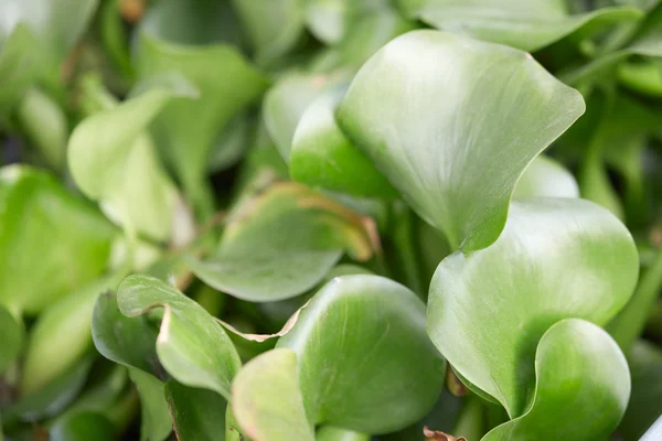 Eichhornia crassipes, Wasserhyazinthe — Stockfoto