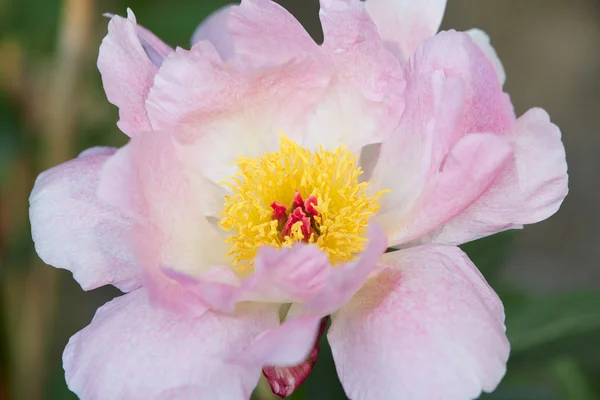 Peonía sola flor macro —  Fotos de Stock