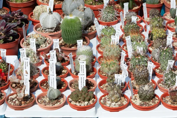 Saftiga växter samling i små krukor — Stockfoto