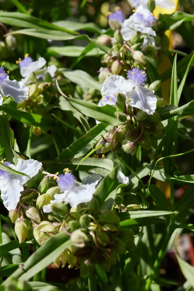 Spiderwort, Tradescantia andersoniana λευκά λουλούδια — Φωτογραφία Αρχείου