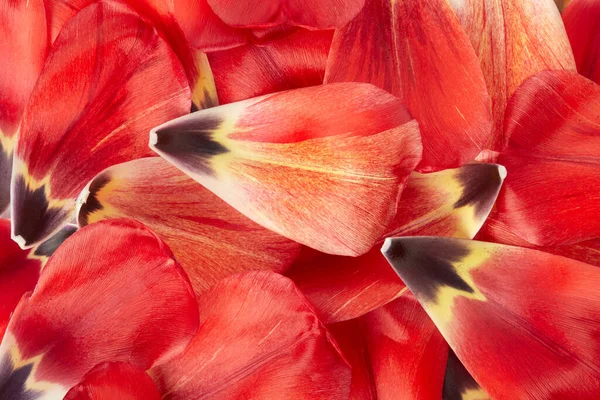 Pétales Tulipes Rouges Jaunes Fond Printemps — Photo