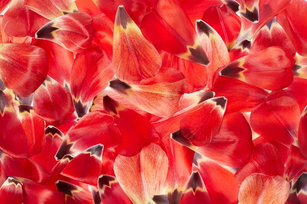 Pétales Tulipes Rouges Fond Texture Printanière Rétroéclairage — Photo