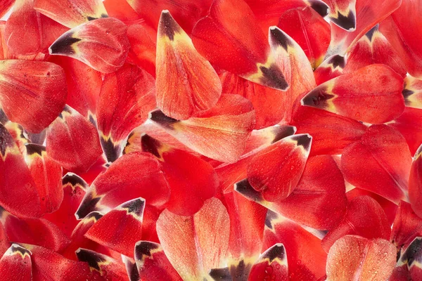 Červený Tulipán Okvětní Lístky Textura Pozadí Kapkami Vody — Stock fotografie