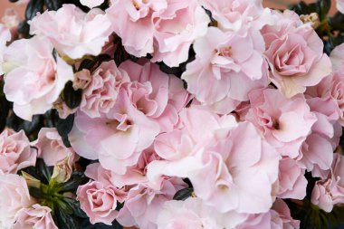 Koyu yeşil yapraklı çift pembe açelya çiçekleri.