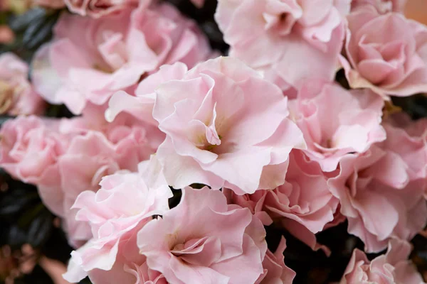 Бледно Розовый Азот Фоне Макротекстуры Цветов — стоковое фото