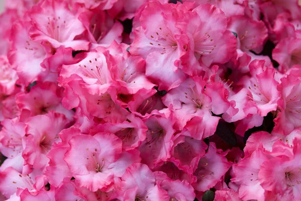 Canlı Pembe Açelya Çiçekleri Dokusu Arka Plan — Stok fotoğraf