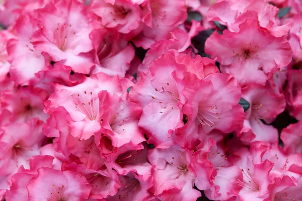 Яркий Розовый Цвет Азалии Текстура Фона — стоковое фото