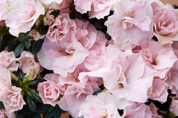 Doble Rosa Azalea Flores Brotes Textura Fondo — Foto de Stock