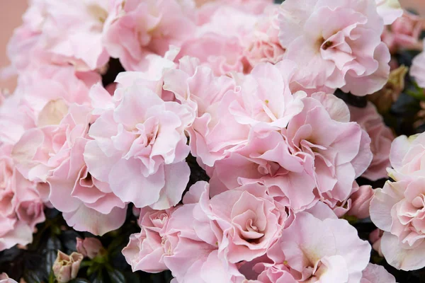 Двойной Розовый Фон Текстуры Цветков Зеленых Листьев — стоковое фото