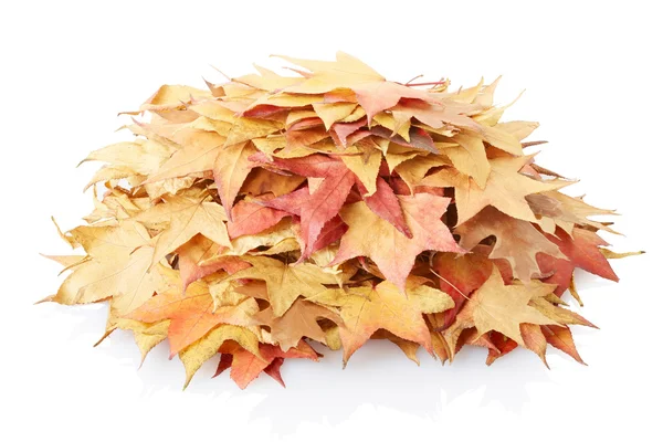 Podzimní listí halda — Stock fotografie